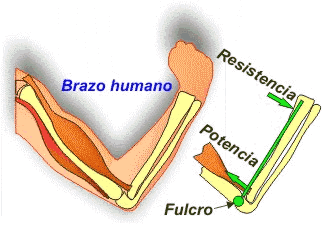 Musculatura del brazo