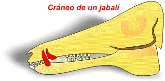 Caninos de jabal