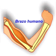 Brazo humano