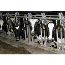 Show Intensive cattle farming Image