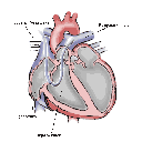Show Heart Image