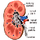 Show Kidney Image