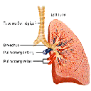 Show Lung Image