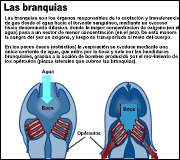 branquias