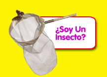 Am I An Insect?