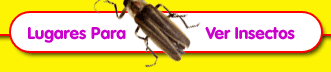 Places to Go See Insects