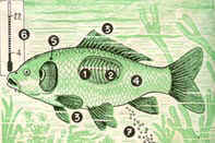 Caracter�siticas generales de los peces