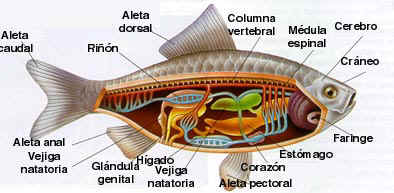 Partes de los peces seos