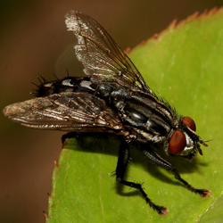 Mosca Mosca