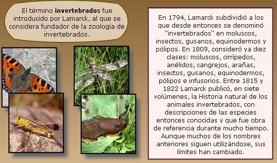 Invertebrados Invertebrados