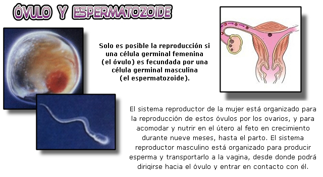 Los sistemas reproductores