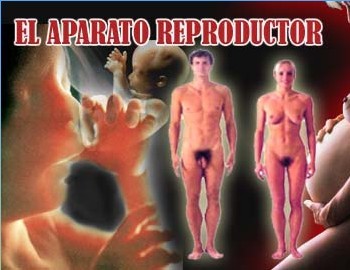 Aparato reproductor