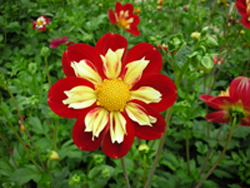 Dalia Dalia