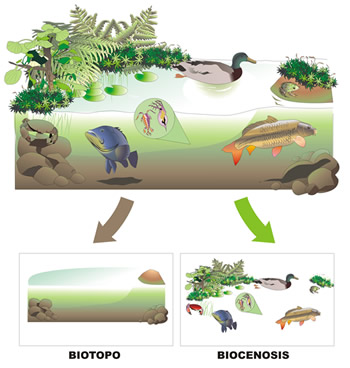 Biotopo y biocenosis Biotopo y biocenosis