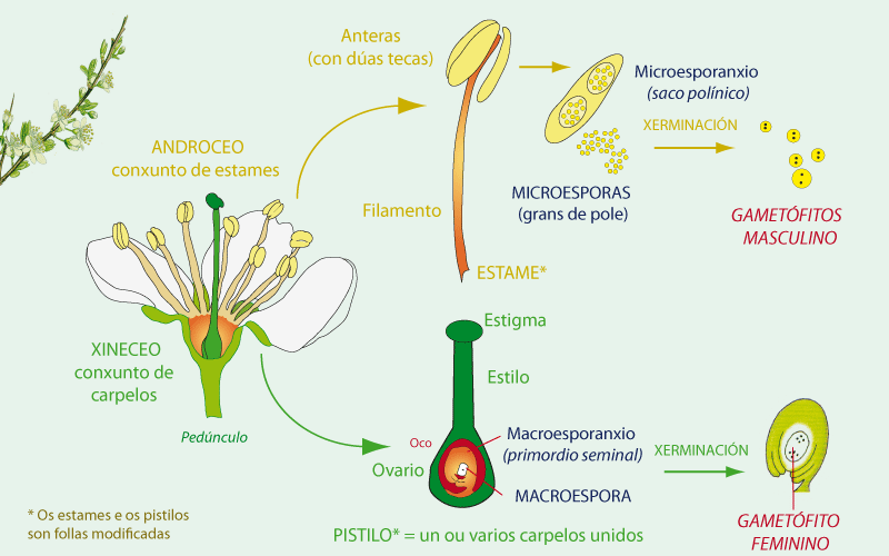 Estrutura dunha flor hermafrodita anxiosperma