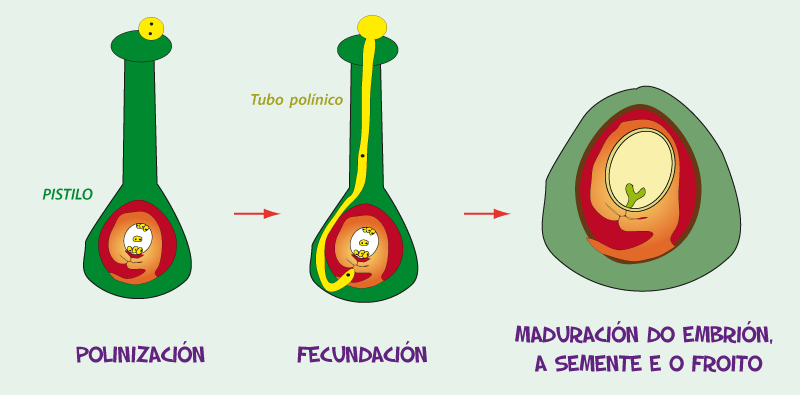 Polinización, fecundación e maduración do froito e semente