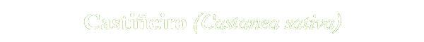 Castanea