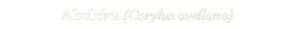 Corylus