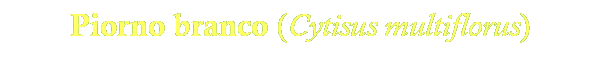 Cytisus