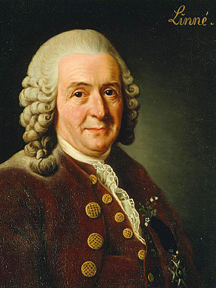 Carl von Linné (Linneo)