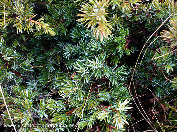 Cimbro (Juniperus nana)