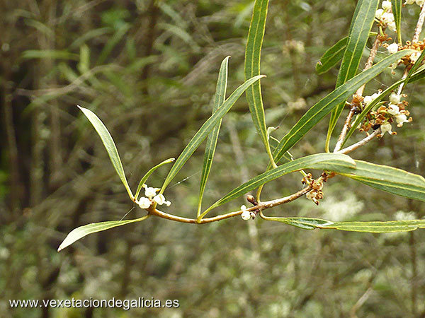 Lentella (Phillyrea angustifolia)