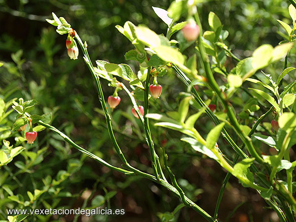 Arandeira (Vaccinium myrtillus)