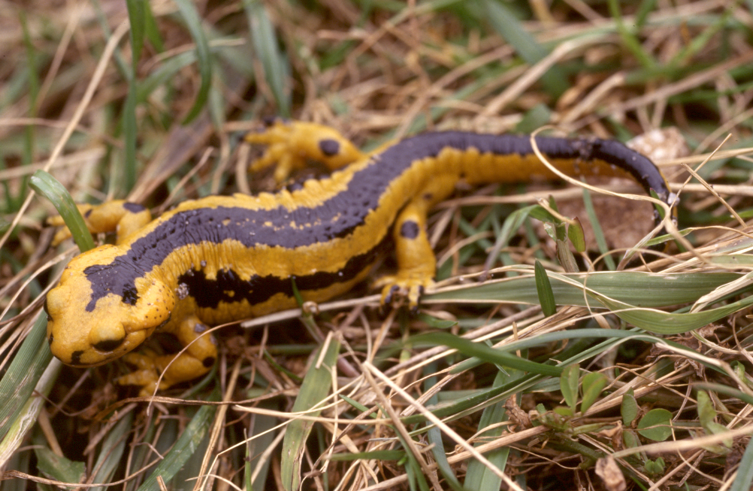 Salamandra Salamandra