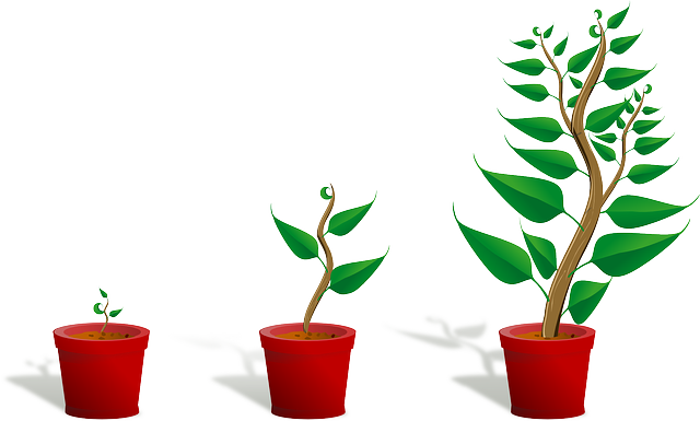 Crecimiento de una planta
