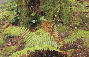 helechos