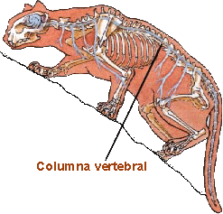 huesos de los animales