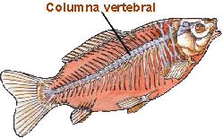 animales vertebrados