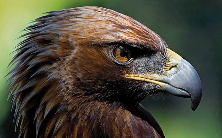 fotos-aguila-imperial