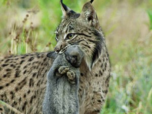 alimentacion-linces