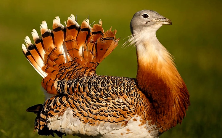 avutarda