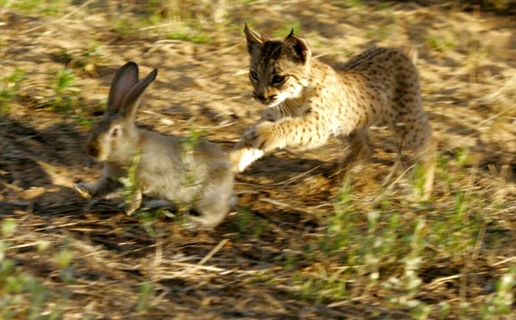 cria-lince