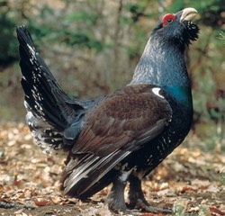 urogallos