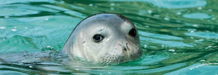 foca-monje-espana