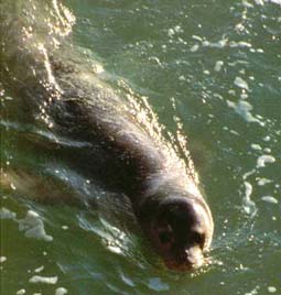 foca-monje