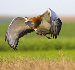la-avutarda