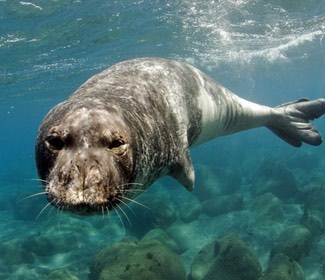 foca-monje