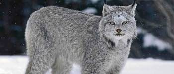 lince-canadiense