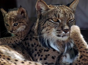 costumbres-linces