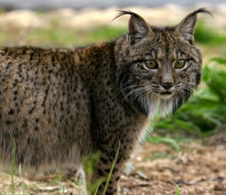 lince-iberico