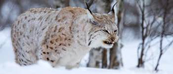 lince-euroasiatico
