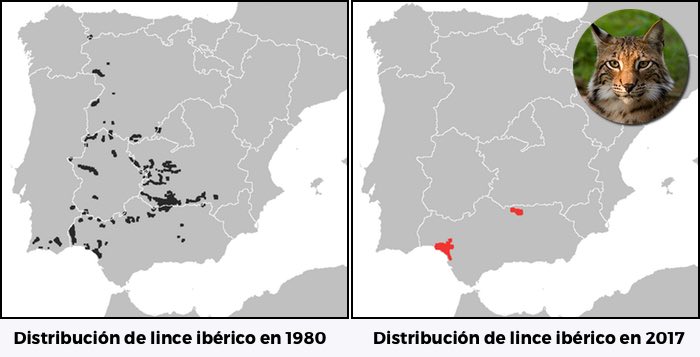 donde-viven-linces