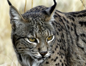 lince-iberico