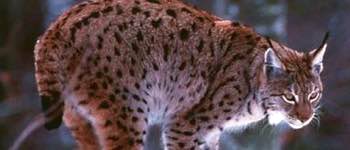 lince-rojo