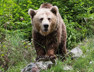 oso-pardo