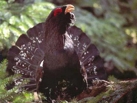 urogallo